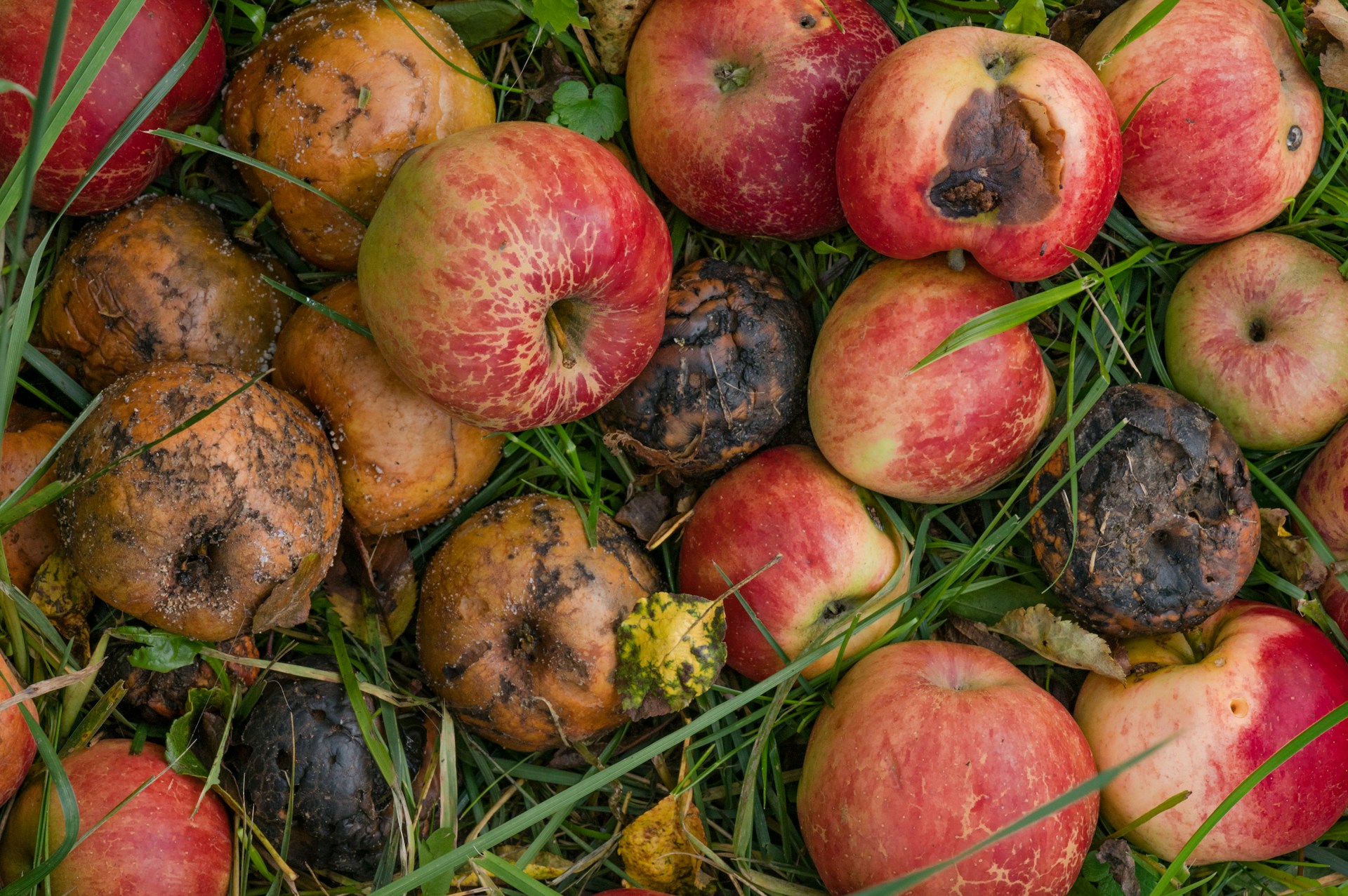 Can I compost mouldy apples?